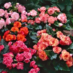 Begonia - Cascade Mix