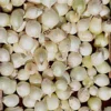 Onion - White Bulb Sets