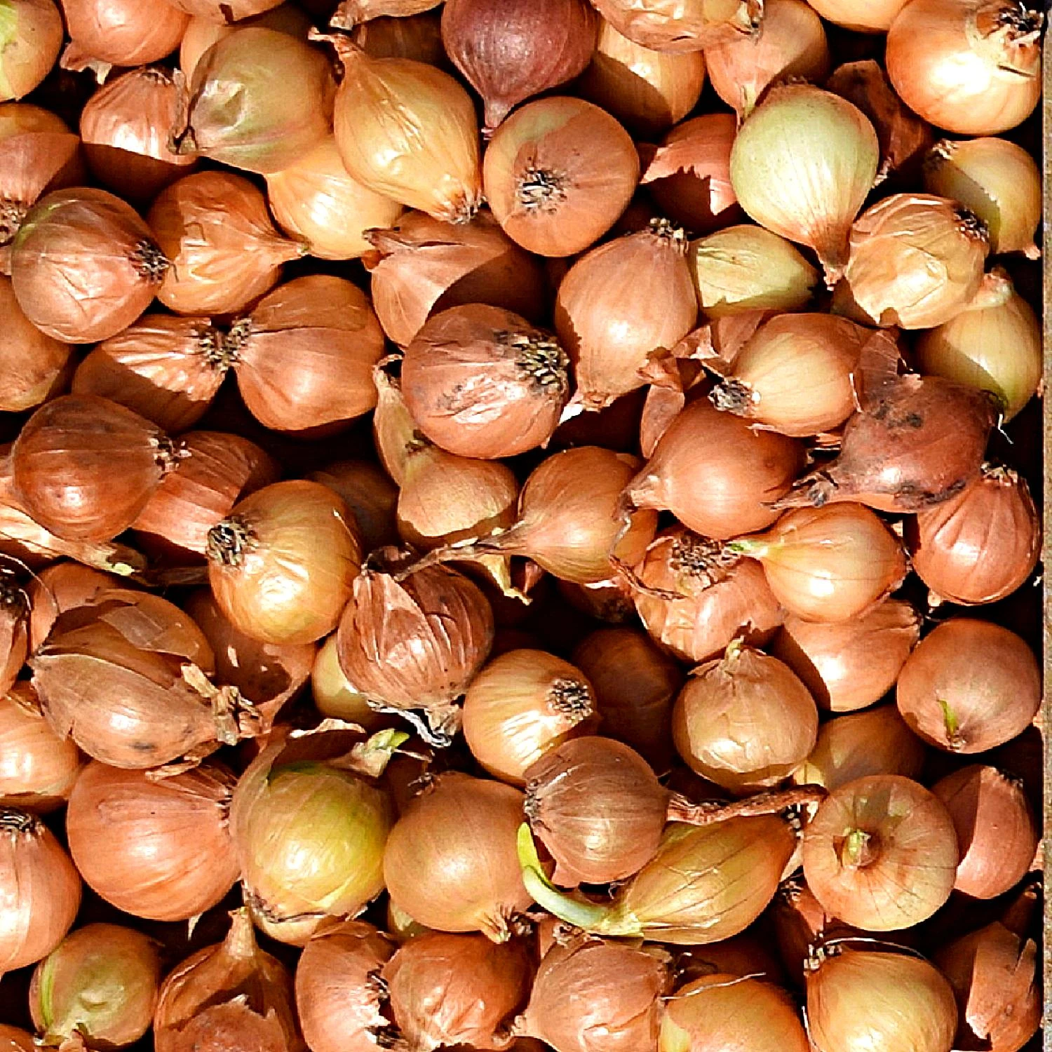 Onion - Yellow Bulb Sets