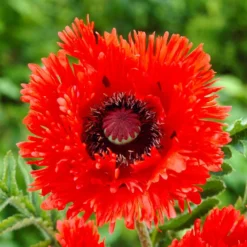 Papaver - Oriental Poppy Turkenlouis