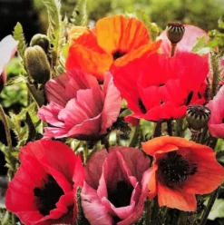 Papaver - Oriental Poppy Fruit Punch 3 Pack
