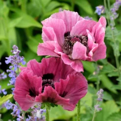 Papaver - Oriental Poppy Little Patty's Plum
