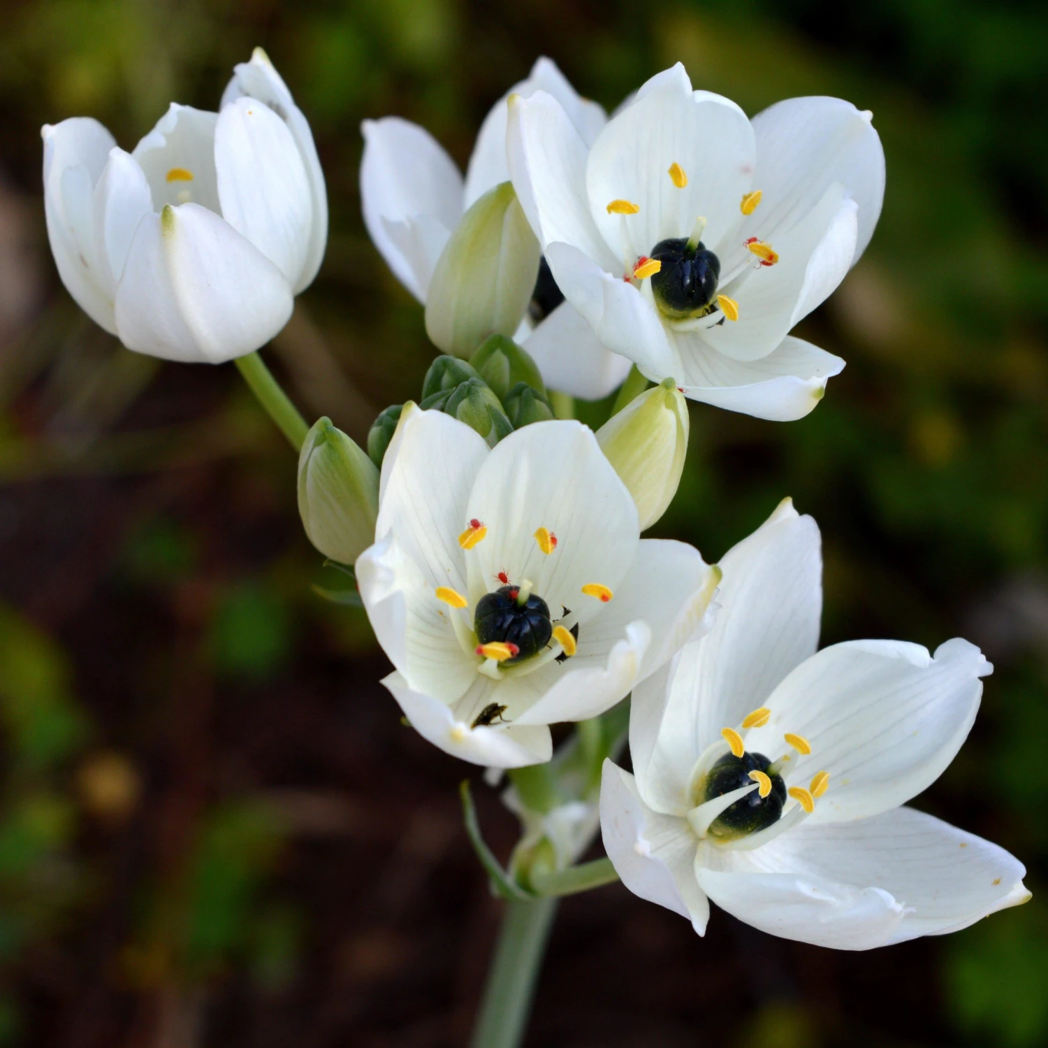 Ornithogalum - Arabicum Arabian Starflower