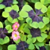 Oxalis - Iron Cross Good Luck Plant