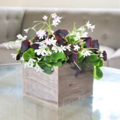 Oxalis - Triangularis And Regnellii Mix In Wood Square