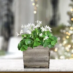 Oxalis - Regnellii Lucky Shamrocks In A Wood Square