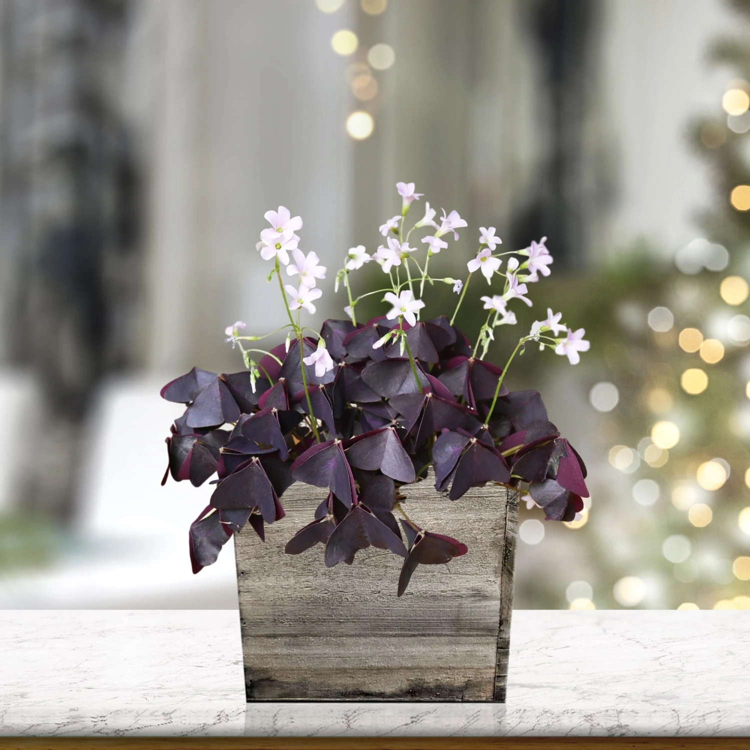 Oxalis - Triangularis Purple Shamrocks In A Wood Square