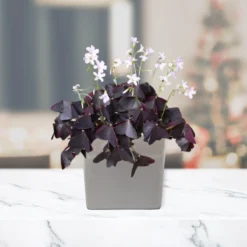 Oxalis - Triangularis Purple Shamrocks In A Silver Square