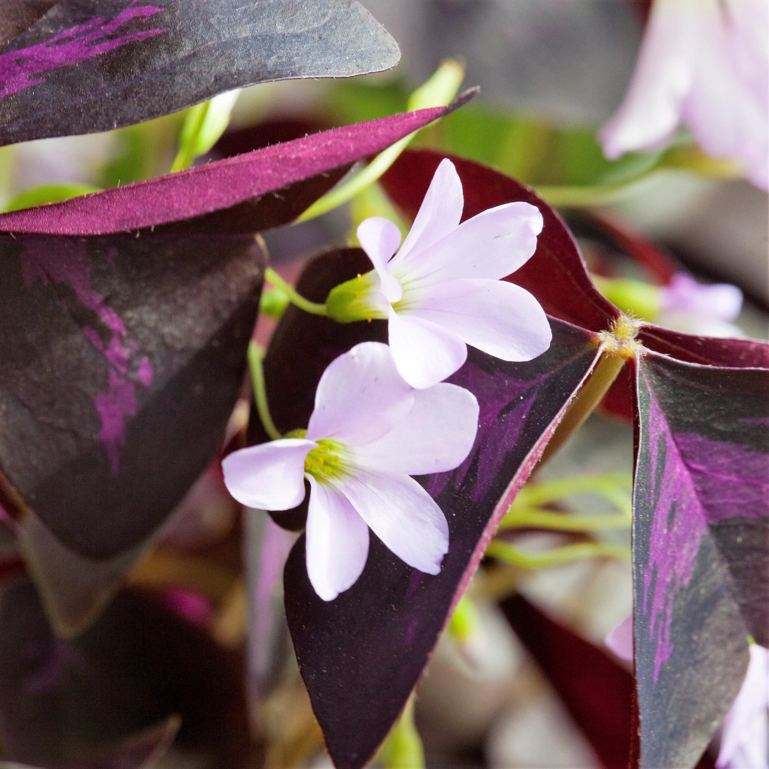 Oxalis - Triangularis Purple Shamrocks - Image 4