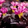 Oxalis - Purpurea Garnet