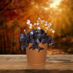 Oxalis - Halloween Triangularis