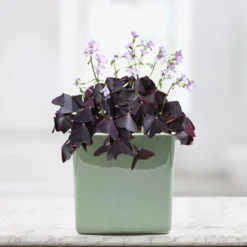 Oxalis - Triangularis Purple Shamrocks In A Seaglass Square