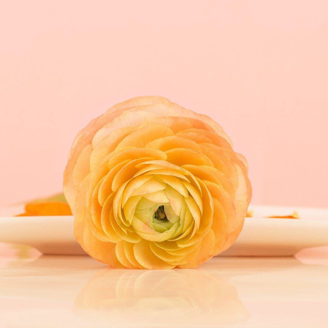 Ranunculus - Tecolote Gold - Image 2