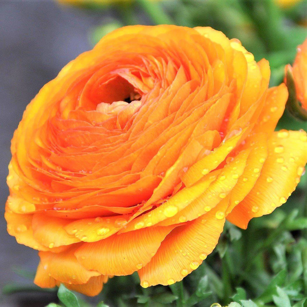 Ranunculus - Tecolote Tropical Sunset Collection - Image 4