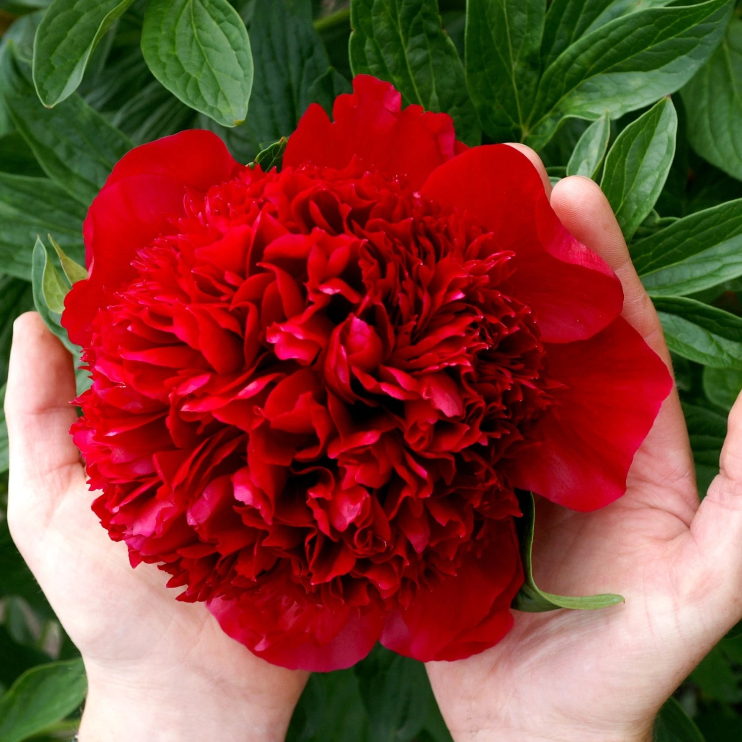 Peony - Red Charm - Image 2