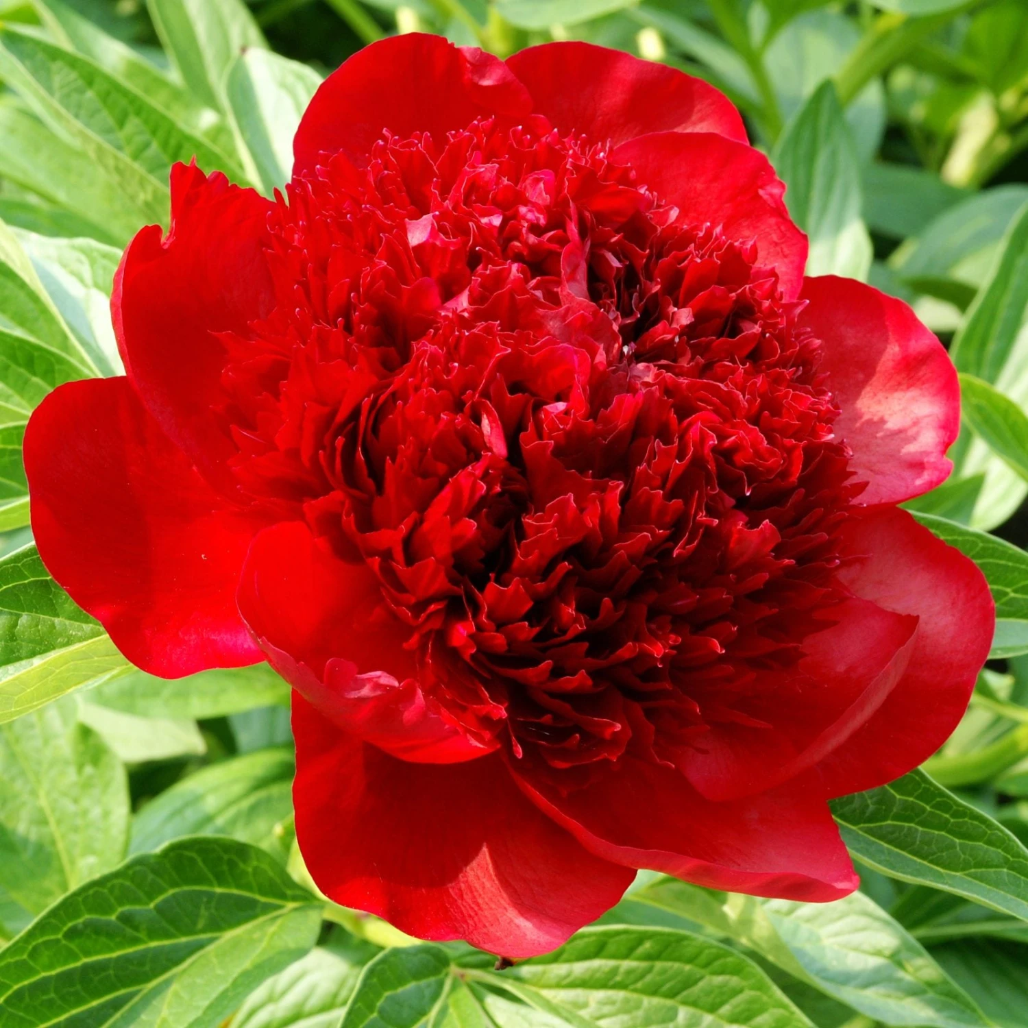 Peony - Red Charm
