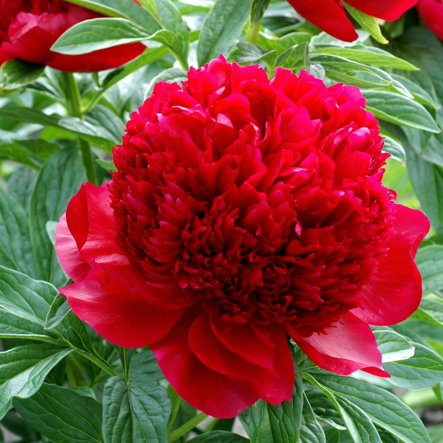 Peony - Red Charm - Image 3