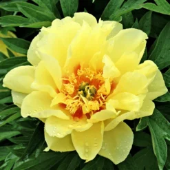 Peony - Bartzella