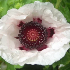 Papaver - Oriental Poppy Royal Wedding 3 Pack