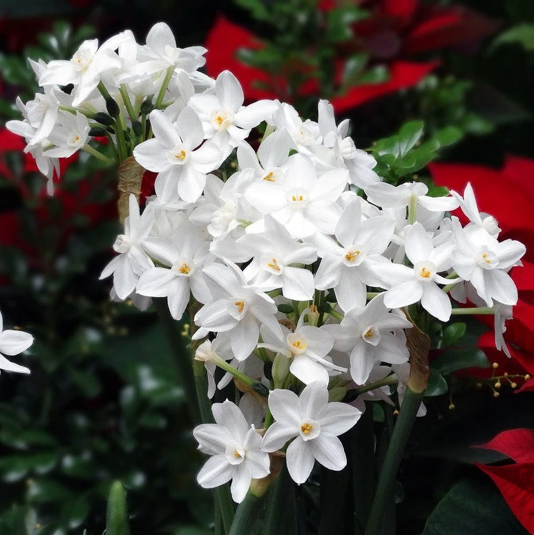 Narcissus - Paperwhite Ziva (14/15 Cm) - Image 2