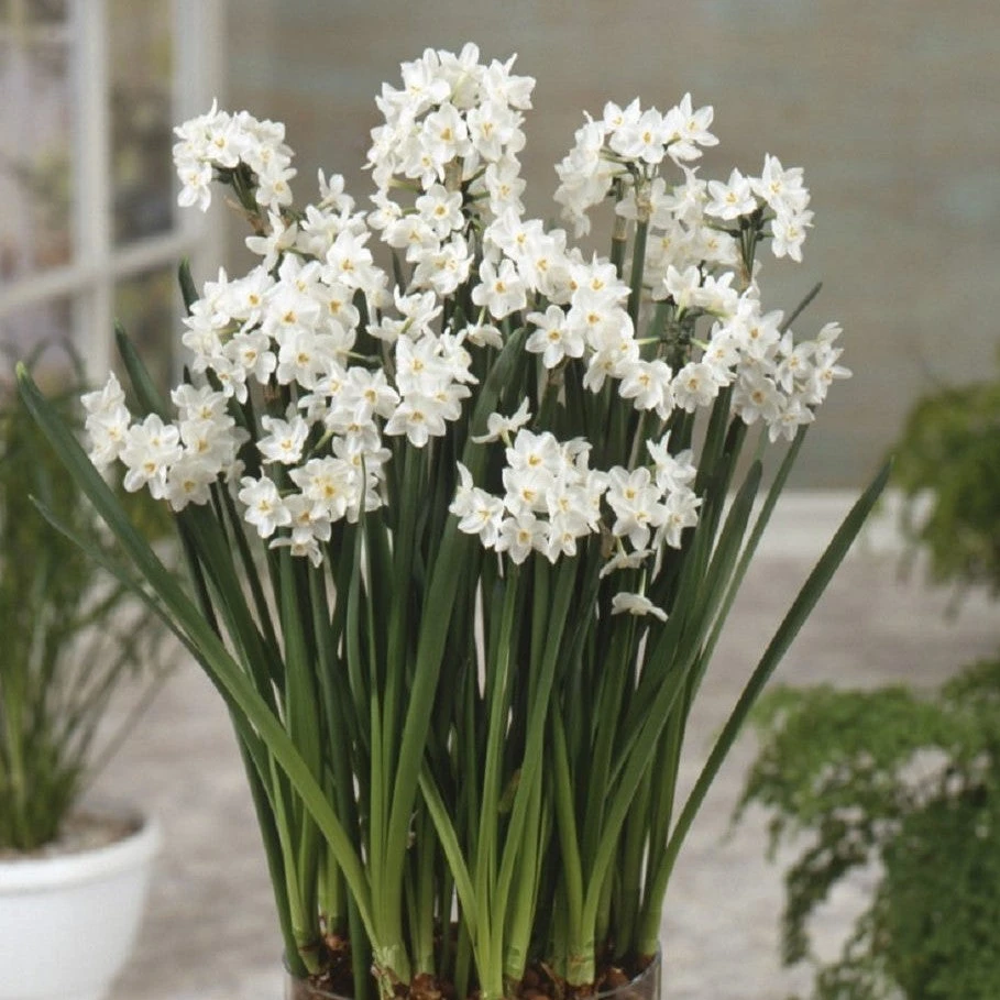 Narcissus - Paperwhite Ziva (14/15 Cm) - Image 4