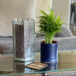 Parlor Palm Houseplant