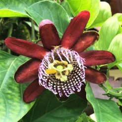 Passiflora - Passion Flower Ruby Glow