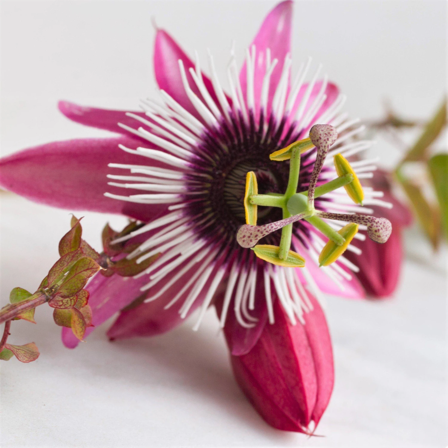 Passiflora - Passion Flower Victoria (Edible Fruit) - Image 2