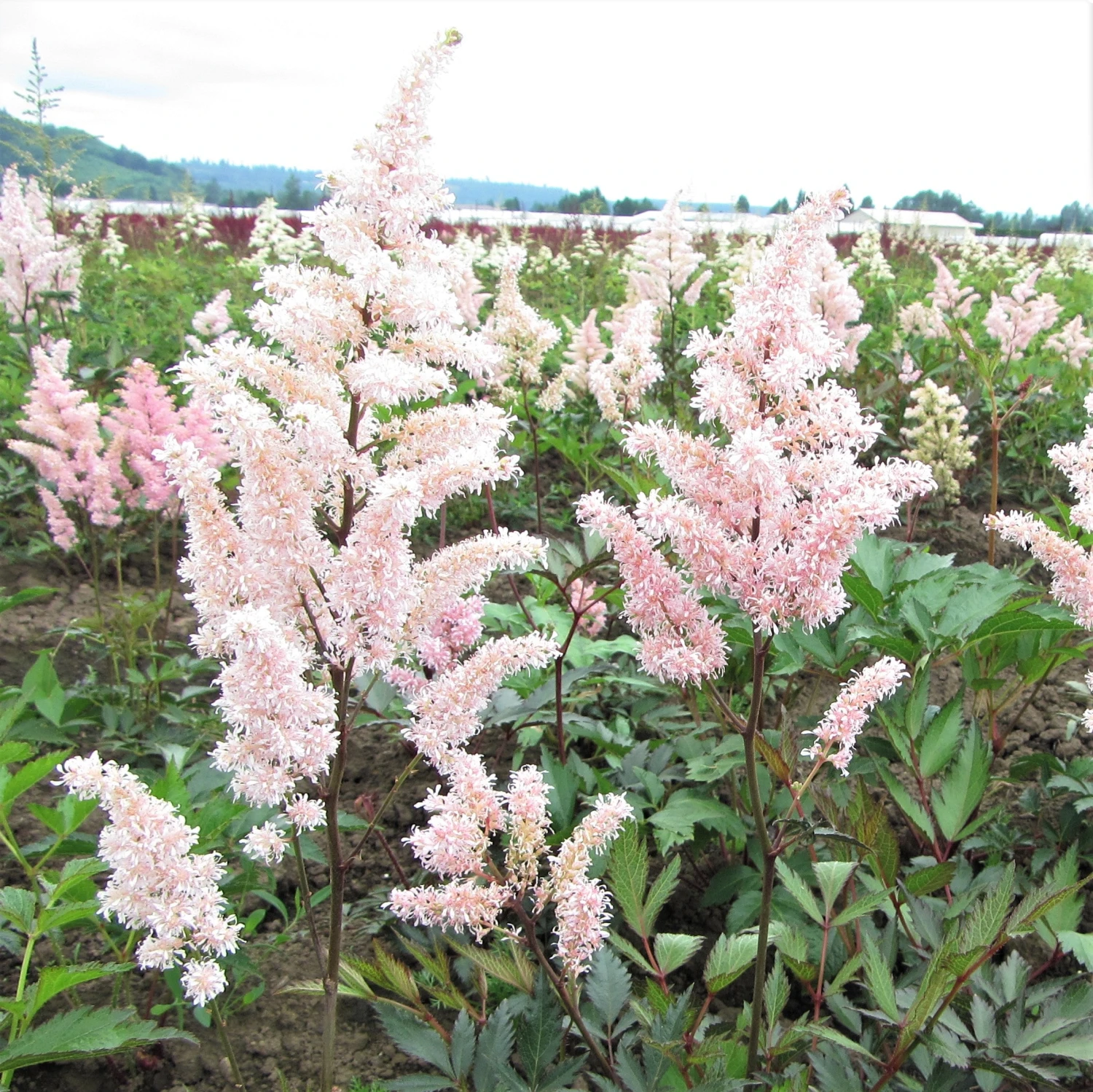 Astilbe - Cotton Candy Collection - Image 4