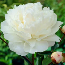 Peony - Gardenia