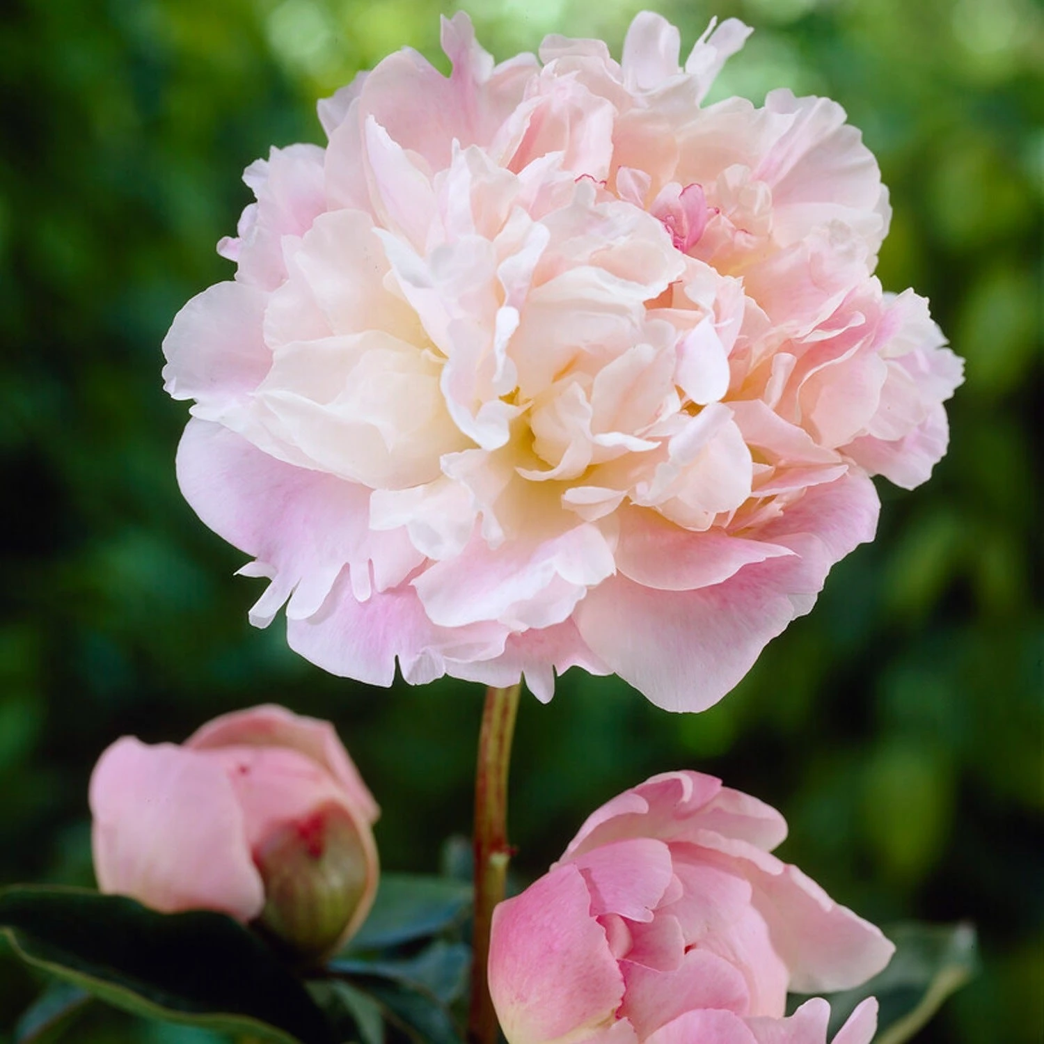 Peony - Lady Alexandra Duff