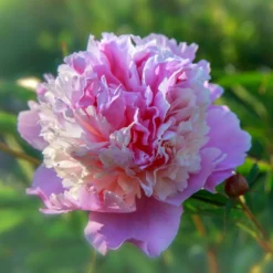 Peony - Sorbet