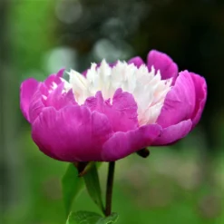 Peony - Gay Paree