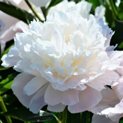 Peony - Officinalis Alba Plena