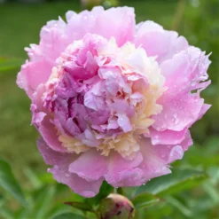 Peony - Raspberry Sundae