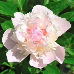 Peony - Shirley Temple