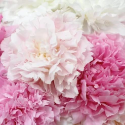 Peony - Sweetly Scented Collection