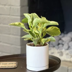 Peperomia - Marble Houseplant