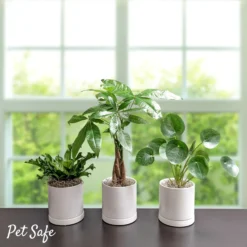 Pet Safe Houseplant Collection