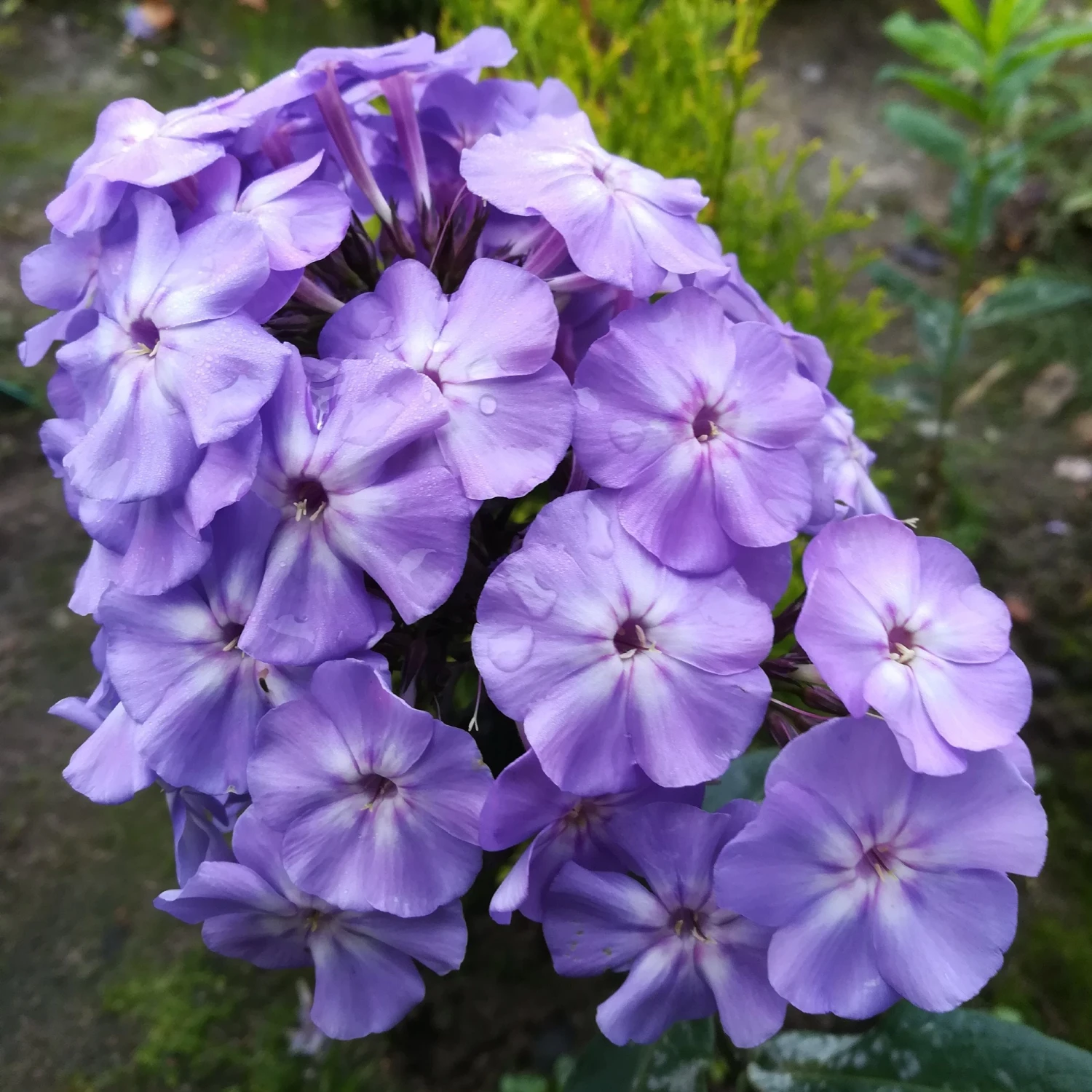 Phlox - Blue Boy