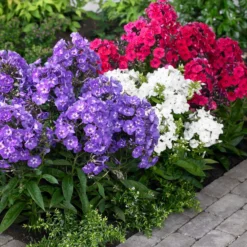 Phlox - Fragrant Collection