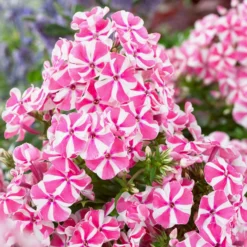 Phlox - Peppermint Twist
