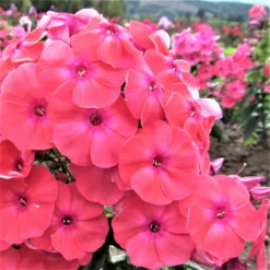 Phlox - Coral Flame