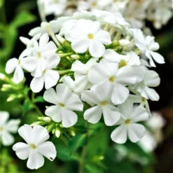 Phlox - David