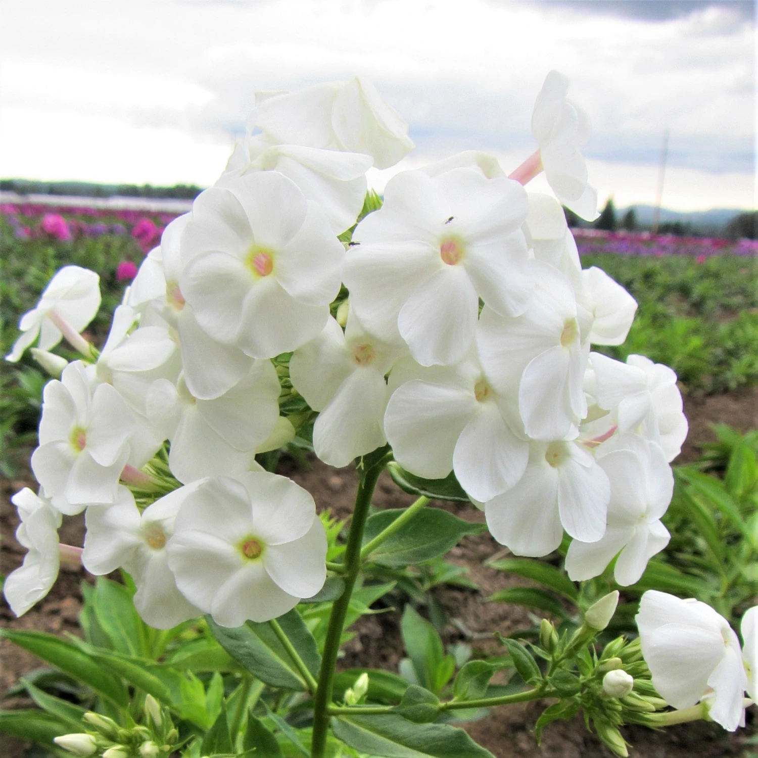 Phlox - David - Image 3