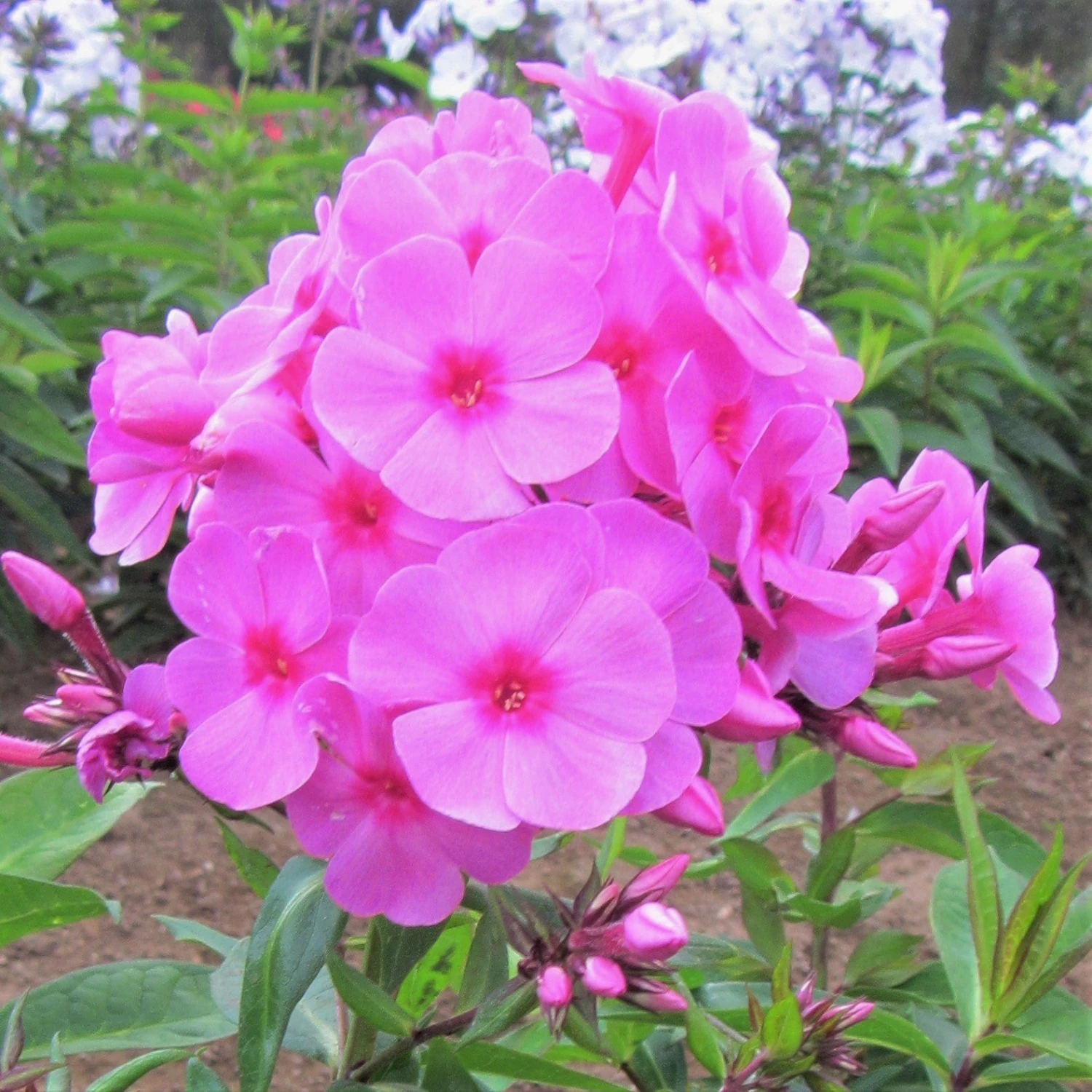 Phlox - Pink Flame - Image 2