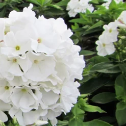 Phlox - White Flame