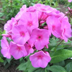 Phlox - Pink Flame