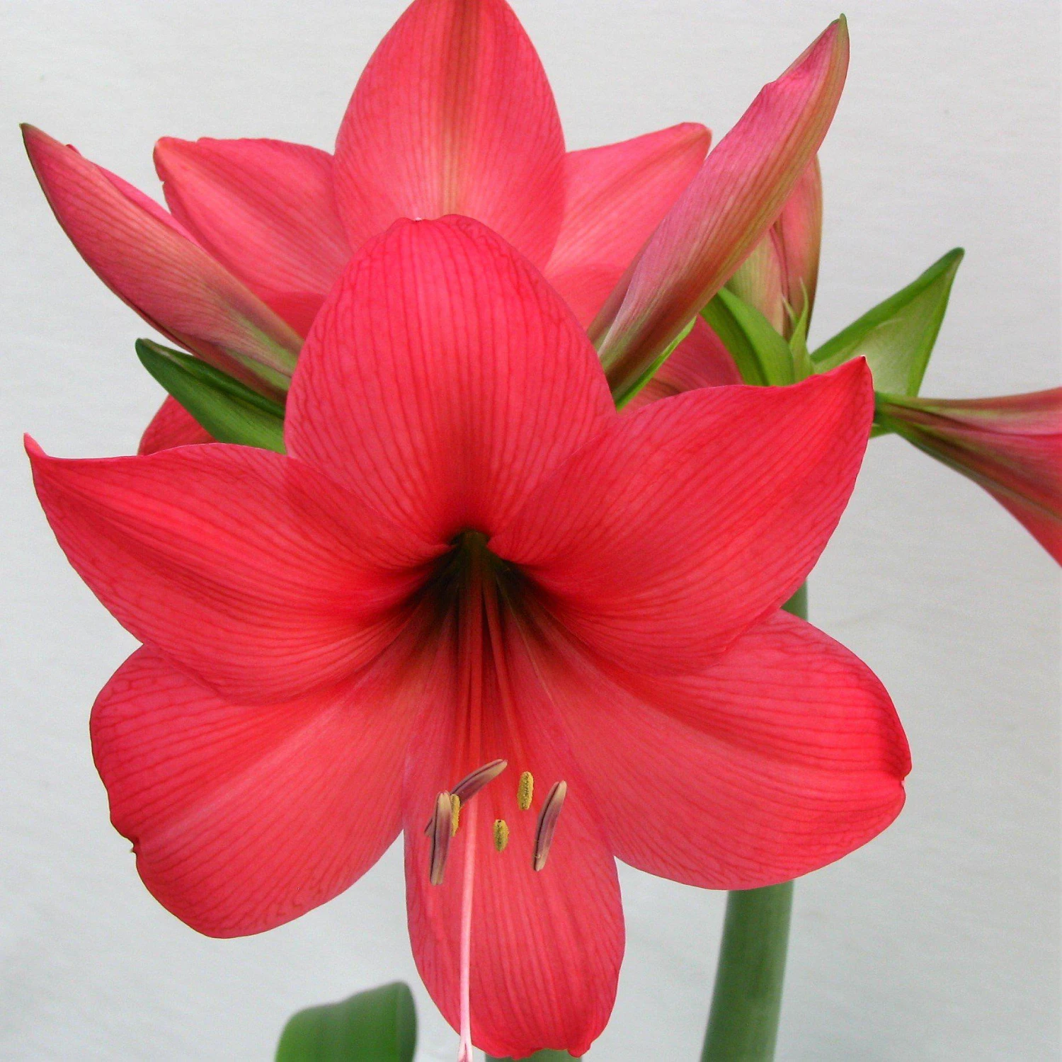 Amaryllis - Pink Pizzazz - Image 4