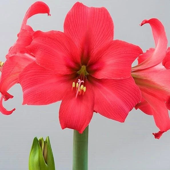 Amaryllis - Pink Pizzazz - Image 3